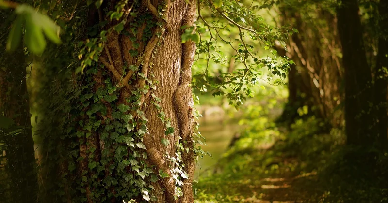 Que peut faire un particulier ou une petite commune ?