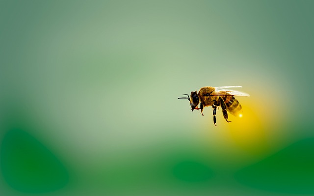 L’Environnement : Un Écosystème Vital à Protéger