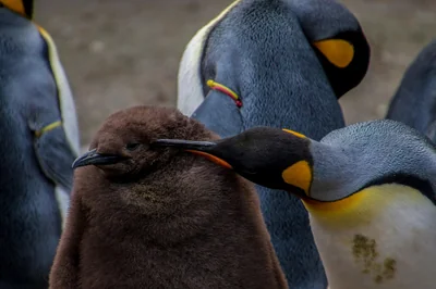 des oiseaux