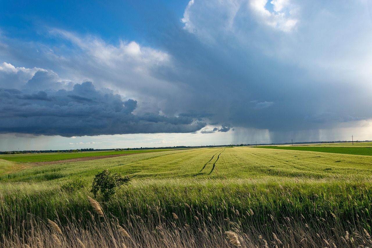Agriculture urbaine : une réponse à la crise climatique et alimentaire