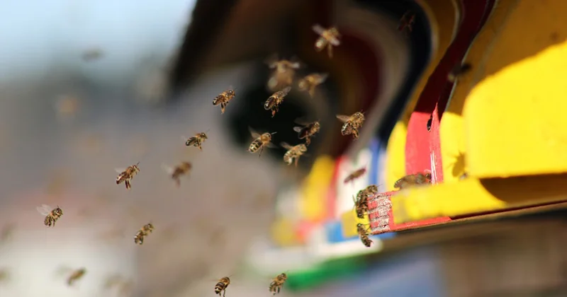 Où nichent les abeilles sauvages ?