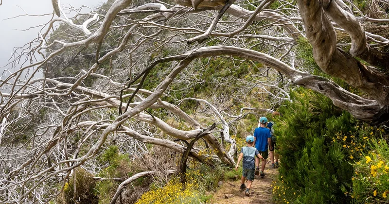 Pourquoi la sécheresse tue même les arbres qu'on croyait solides