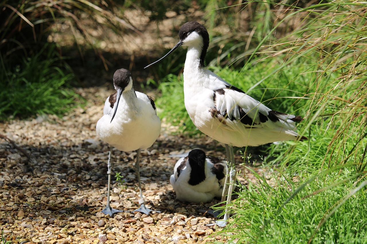 « Jusqu’à 30 000 oiseaux hivernent ici » : découvrez la plus vaste réserve naturelle de cette baie méconnue