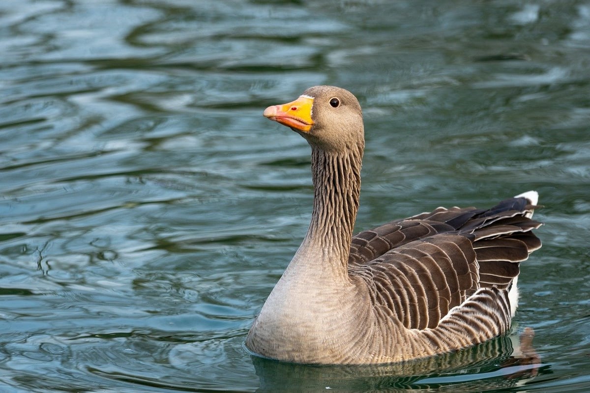 Migrations animales : les voyages fascinants qui surpassent tous les records