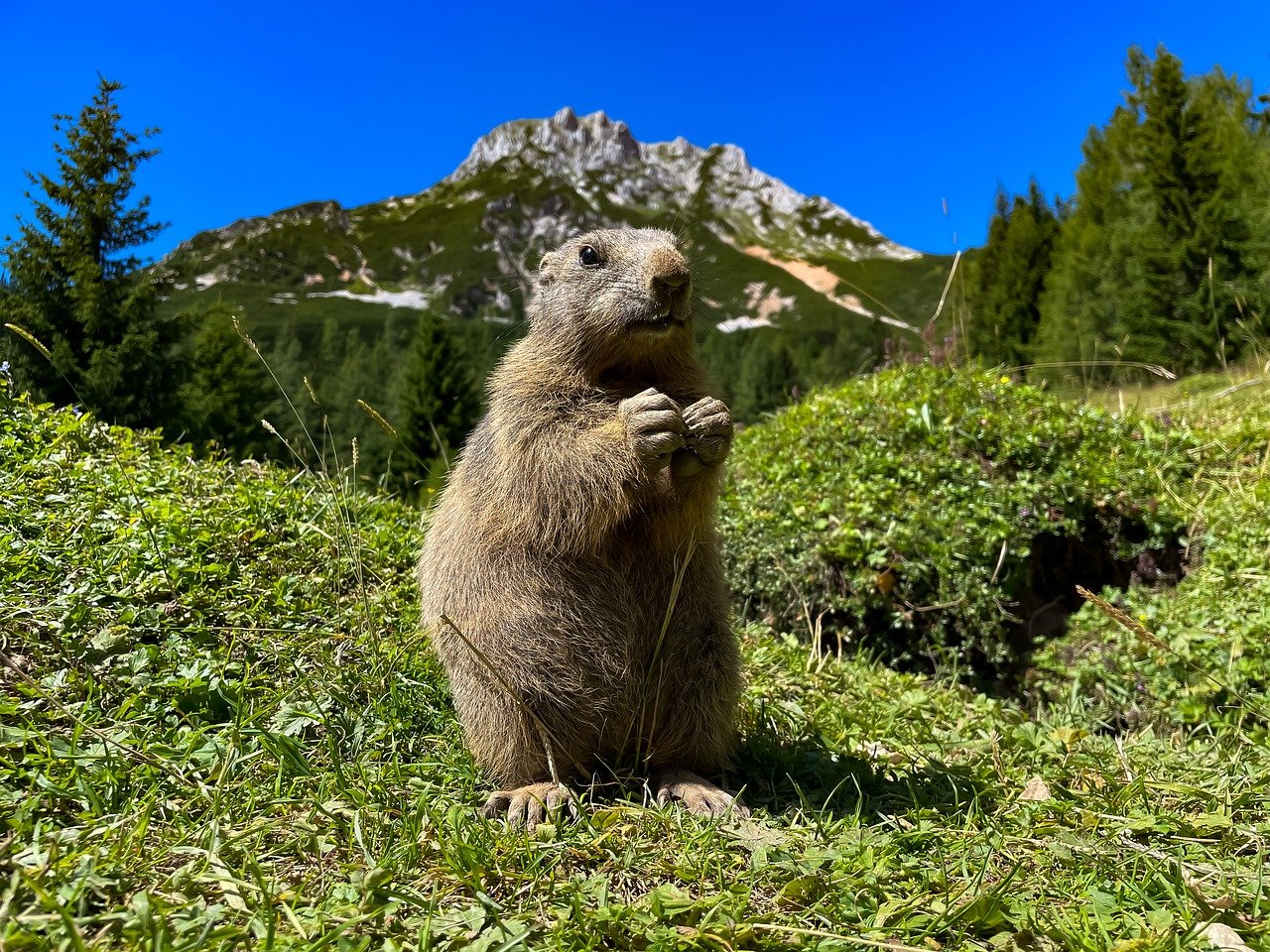 Biodiversité : Quelles initiatives de l’Union européenne pour la préserver ?