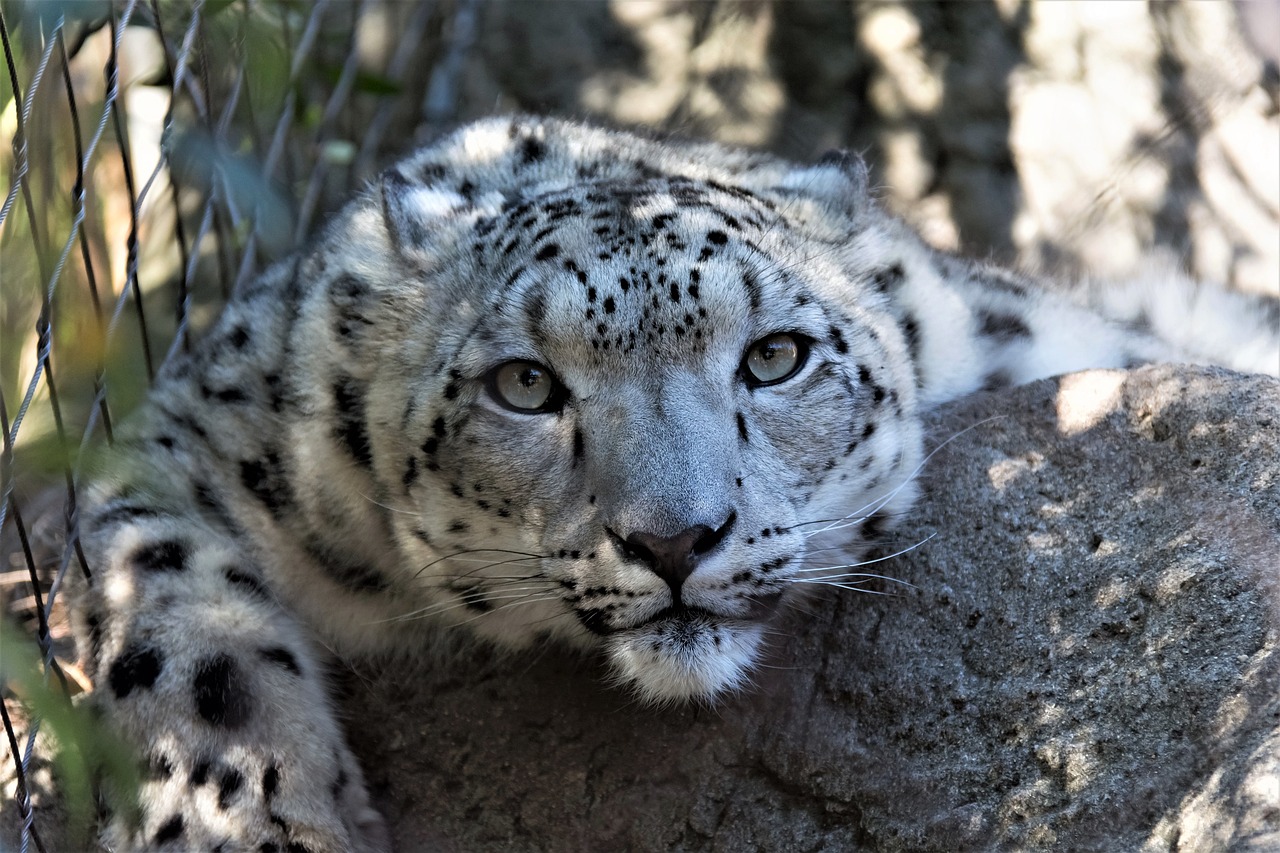 découvrez les espèces menacées et leur lutte pour la survie. apprenez-en plus sur les causes de leur déclin, les efforts de conservation et comment vous pouvez contribuer à protéger notre biodiversité.