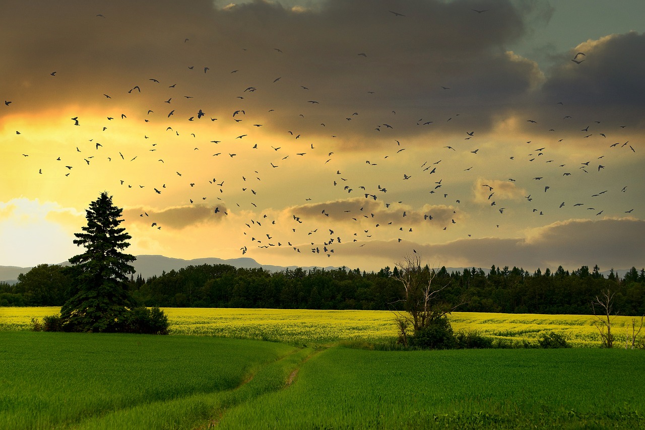 découvrez l'importance de la biodiversité pour la santé de notre planète et l'équilibre des écosystèmes. apprenez comment chaque espèce contribue à notre environnement et comment nous pouvons protéger cette richesse naturelle.