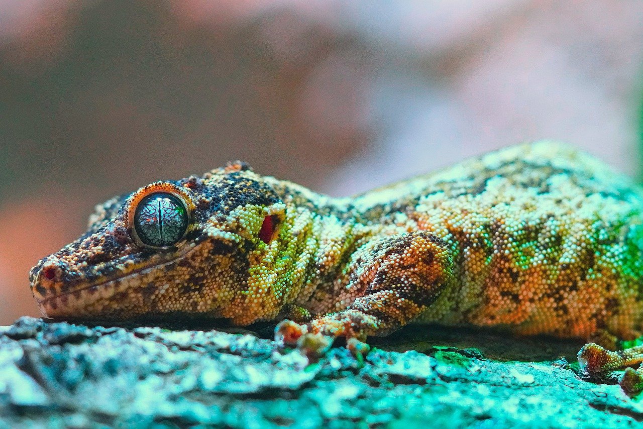 découvrez l'importance de la biodiversité, l'ensemble des espèces vivantes de notre planète, et son rôle essentiel dans l'équilibre des écosystèmes. apprenez comment préserver cette richesse naturelle pour les générations futures.