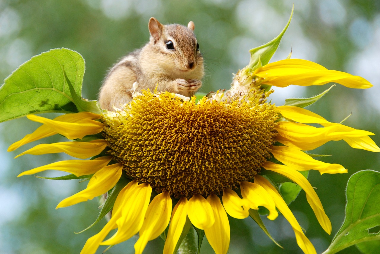 découvrez l'importance de la biodiversité pour notre planète. explorez comment la richesse des espèces contribue à l'équilibre des écosystèmes et à notre bien-être. engagez-vous pour la préservation de la diversité biologique et apprenez des actions concrètes pour protéger notre environnement.