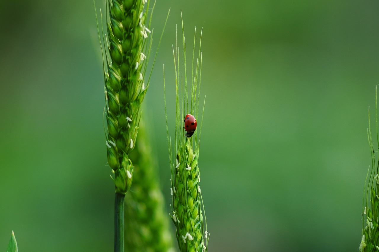 découvrez l'importance de la biodiversité pour notre planète. explorez les différentes espèces, écosystèmes et leur rôle essentiel dans le maintien de l'équilibre écologique. apprenez comment protéger notre richesse naturelle pour les générations futures.