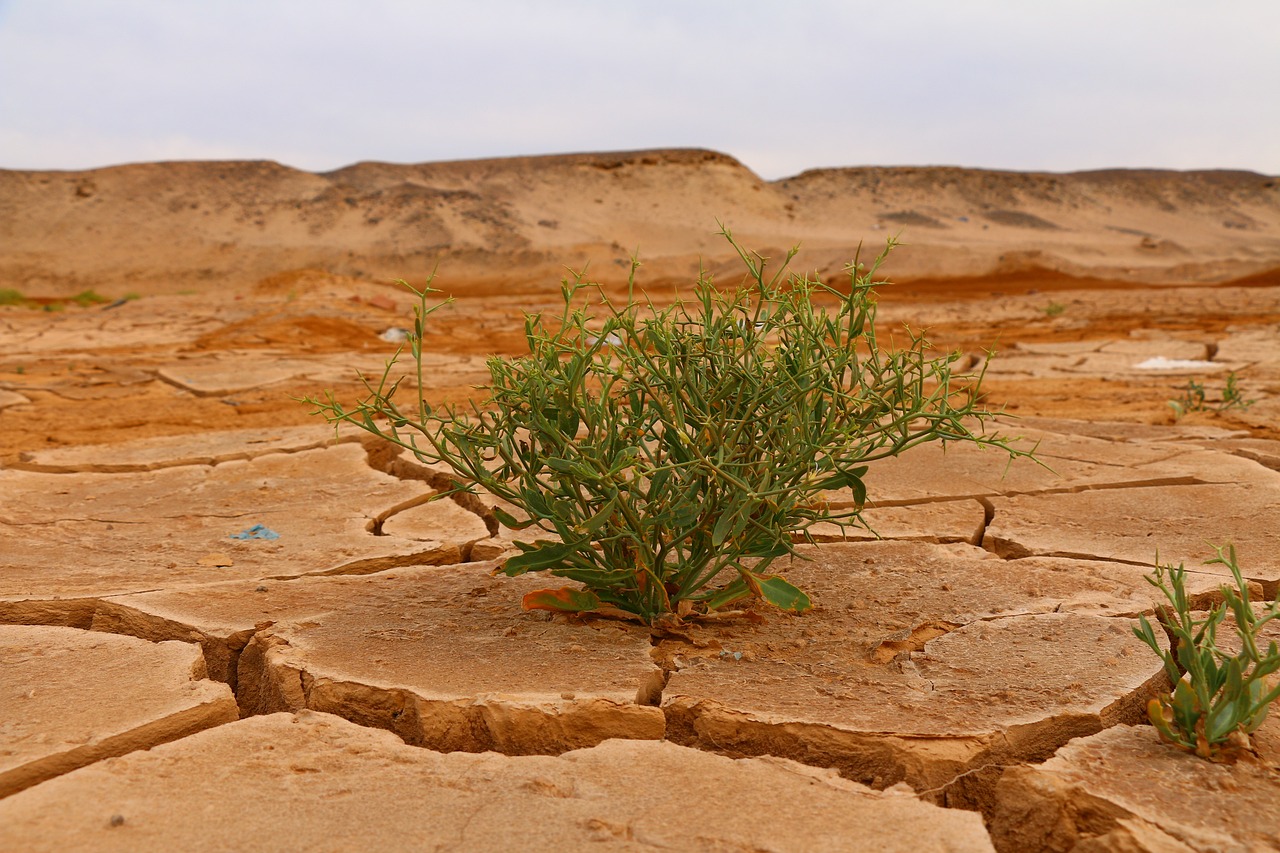 découvrez les enjeux du changement climatique, ses impacts sur notre planète et les actions que nous pouvons entreprendre pour préserver notre environnement et garantir un avenir durable.