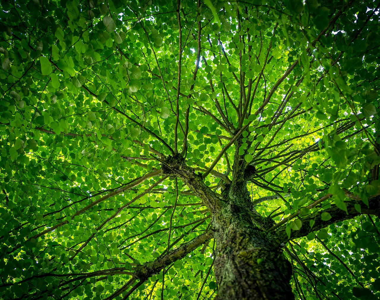 découvrez le rôle essentiel du dioxyde de carbone (co2) dans l'atmosphère, son impact sur le climat et son importance pour la photosynthèse. explorez comment le co2 influence l'environnement et les solutions pour réduire son émission.