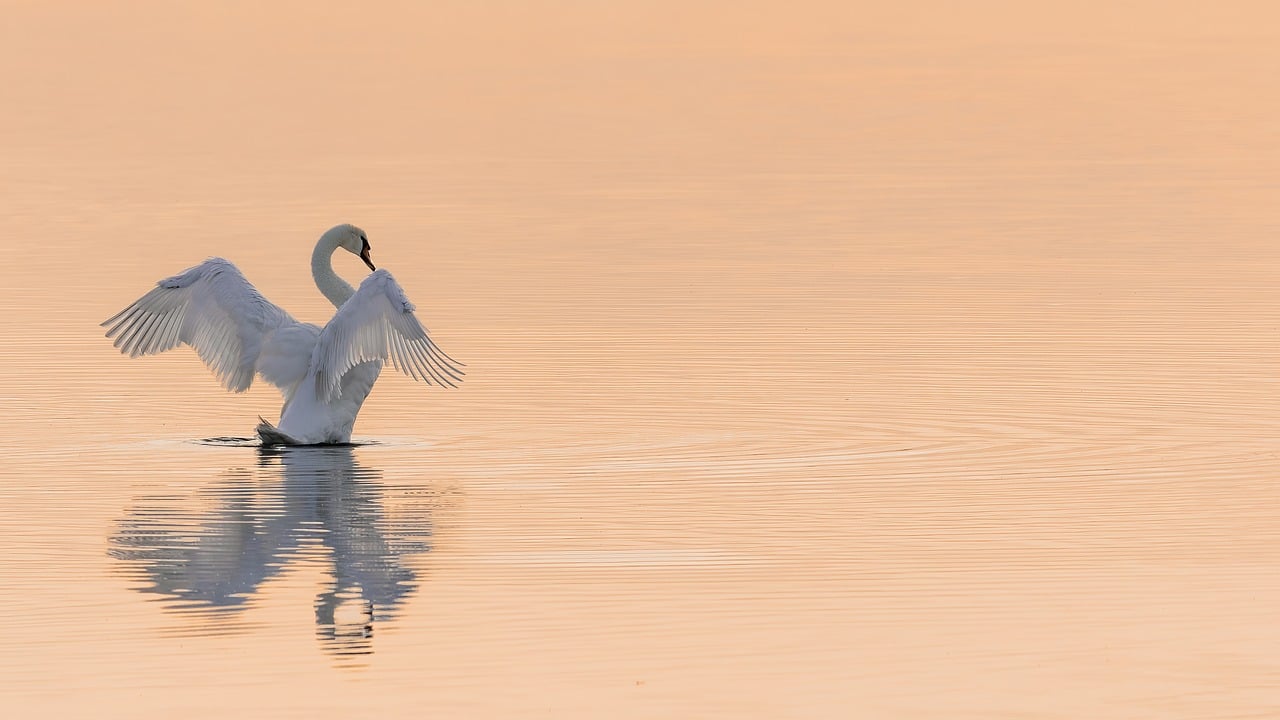 découvrez l'importance de la conservation pour préserver notre environnement et nos ressources naturelles. explorez des stratégies et des initiatives pour sauvegarder la biodiversité et lutter contre le changement climatique tout en promouvant un développement durable.