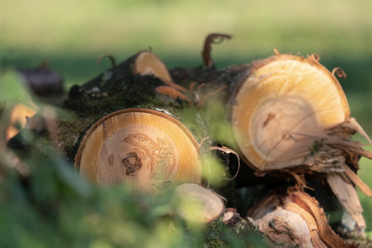 la déforestation désigne l'élimination progressive des forêts, souvent pour faire place à l'agriculture, à l'urbanisation ou à l'exploitation de ressources. ce phénomène a des conséquences graves sur la biodiversité, le climat et les écosystèmes, tout en menaçant les communautés qui dépendent des forêts pour leur subsistance.