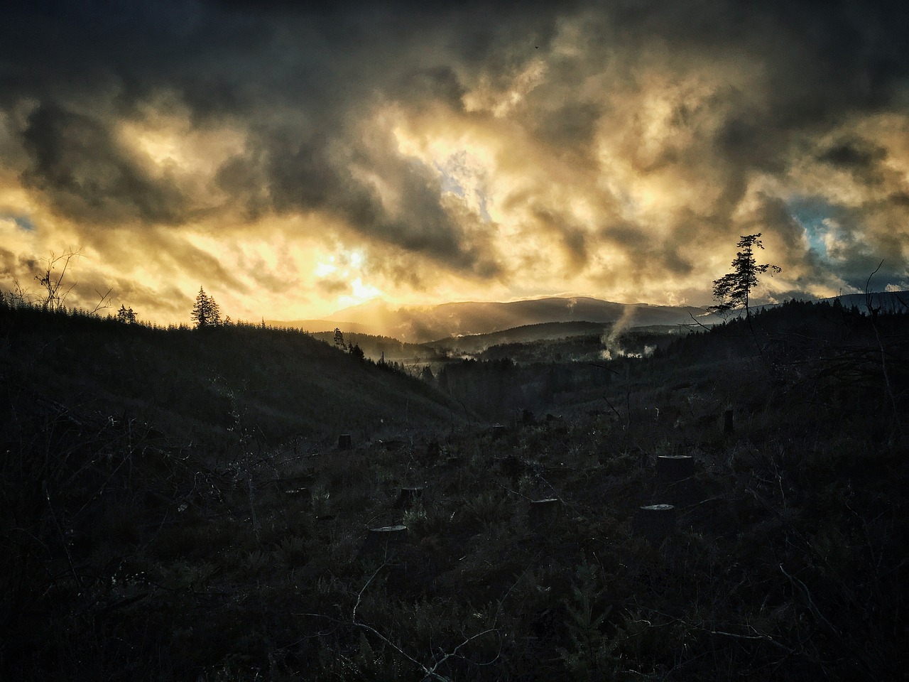 découvrez les enjeux de la déforestation, ses impacts sur la biodiversité et le climat, ainsi que les solutions pour préserver nos forêts et promouvoir un développement durable.