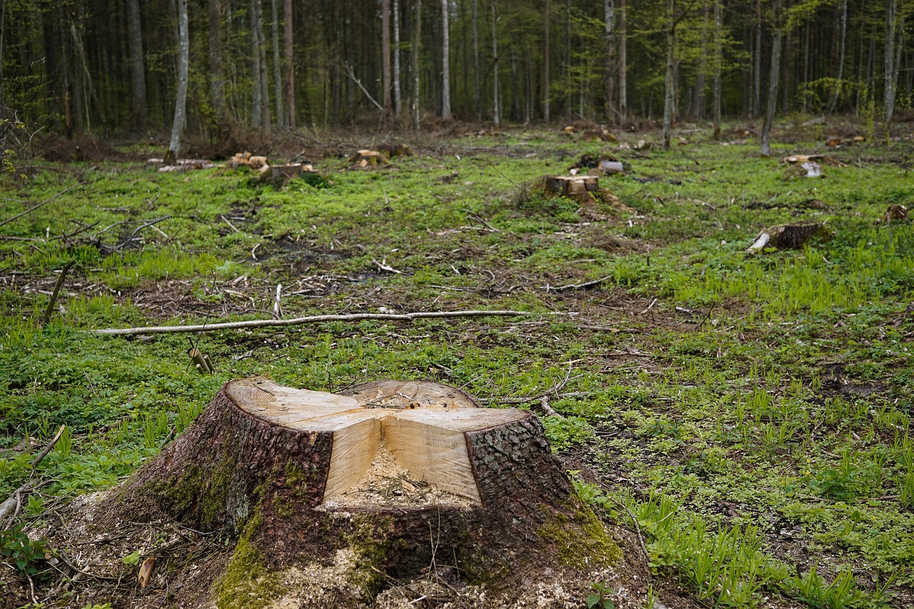 découvrez les causes et conséquences de la déforestation, ainsi que les actions nécessaires pour préserver nos forêts et la biodiversité de notre planète.