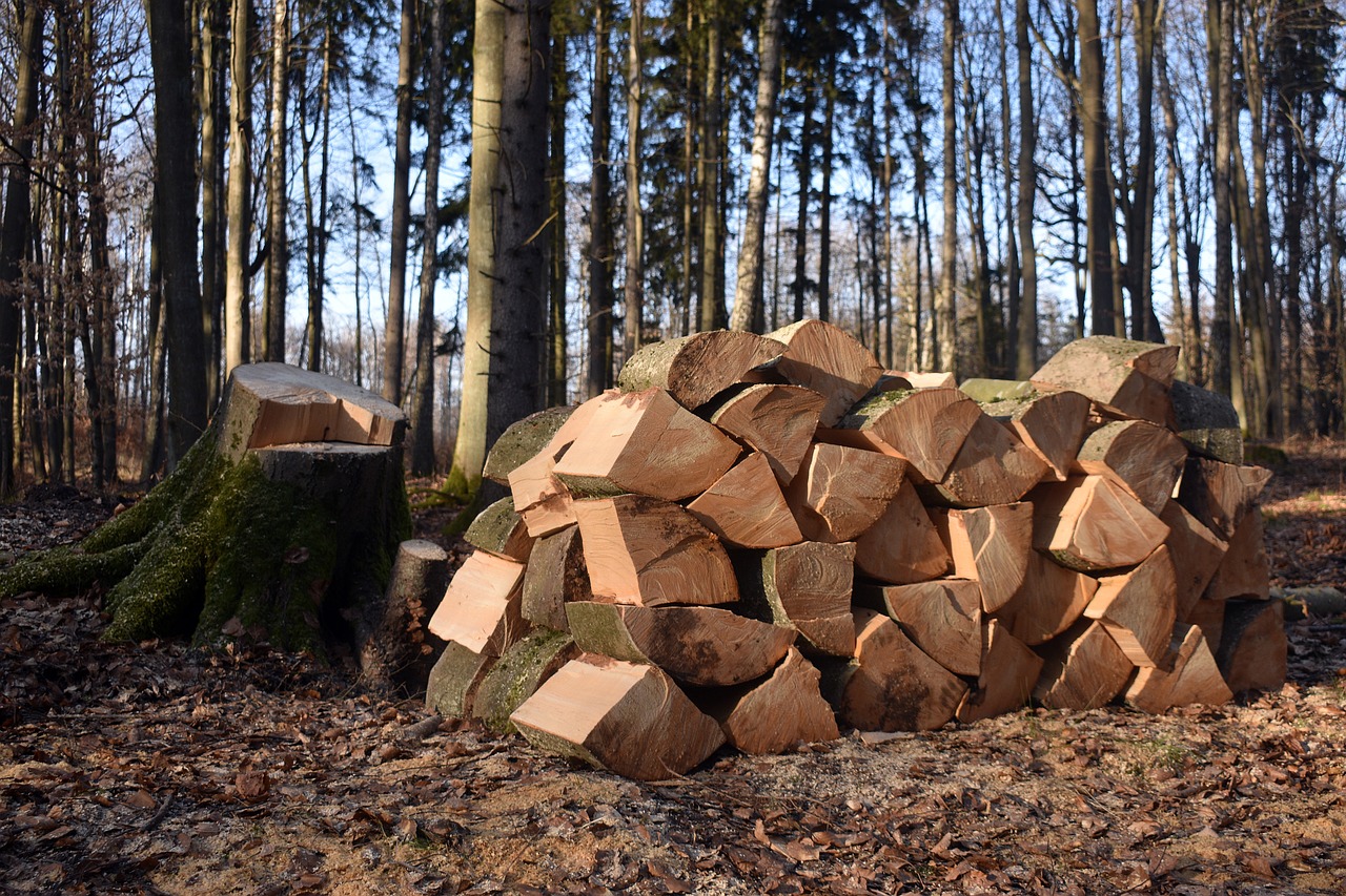 découvrez l'impact de la déforestation sur notre planète, ses causes, ses conséquences sur la biodiversité et le climat, ainsi que des solutions pour préserver nos forêts.