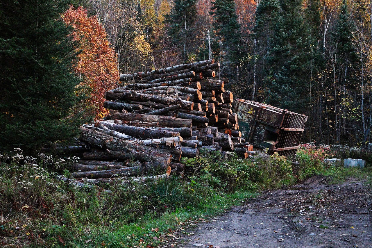 la déforestation est un enjeu crucial pour l'environnement, affectant la biodiversité et le climat. découvrez les causes, conséquences et solutions pour préserver nos forêts, véritable poumon de la planète.