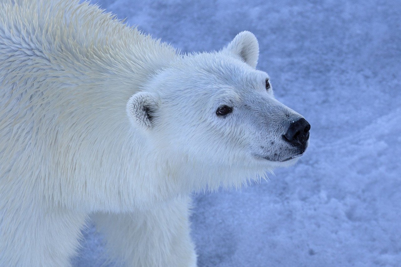 découvrez l'importance de la conservation environnementale et apprenez des stratégies pour protéger notre planète. explorez des initiatives durables, des ressources éducatives et des actions individuelles à entreprendre pour préserver la biodiversité et lutter contre le changement climatique.