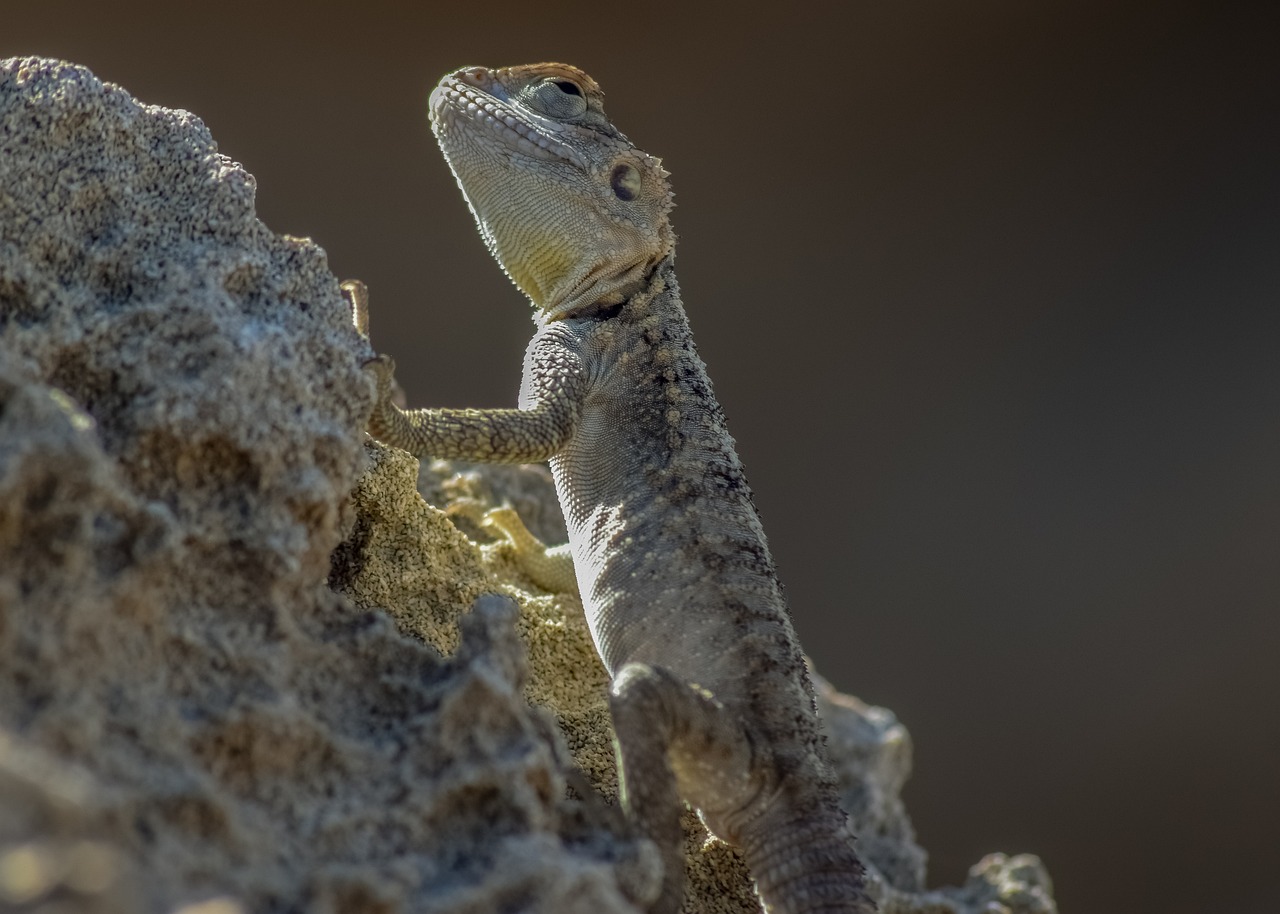 découvrez comment les êtres humains s'adaptent à leur environnement à travers l'histoire, en explorant les mécanismes biologiques, culturels et technologiques qui façonnent notre survie et notre évolution face aux défis du monde moderne.