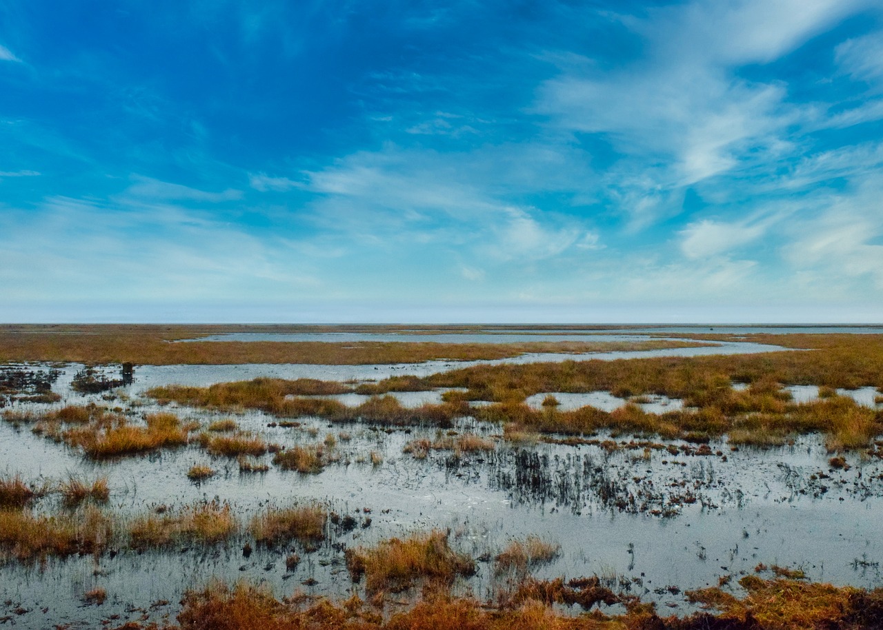 découvrez la beauté et la biodiversité des zones humides méditerranéennes, des écosystèmes vitaux nourrissant une riche faune et flore, des havres de paix pour les amoureux de la nature et un équilibre essentiel pour l'environnement.