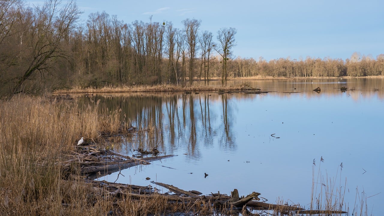 découvrez les zones forestières protégées, véritables sanctuaires de biodiversité, qui jouent un rôle crucial dans la préservation de notre environnement. explorez les efforts de conservation, l'importance des écosystèmes forestiers et les initiatives locales pour sauvegarder ces espaces vitaux.