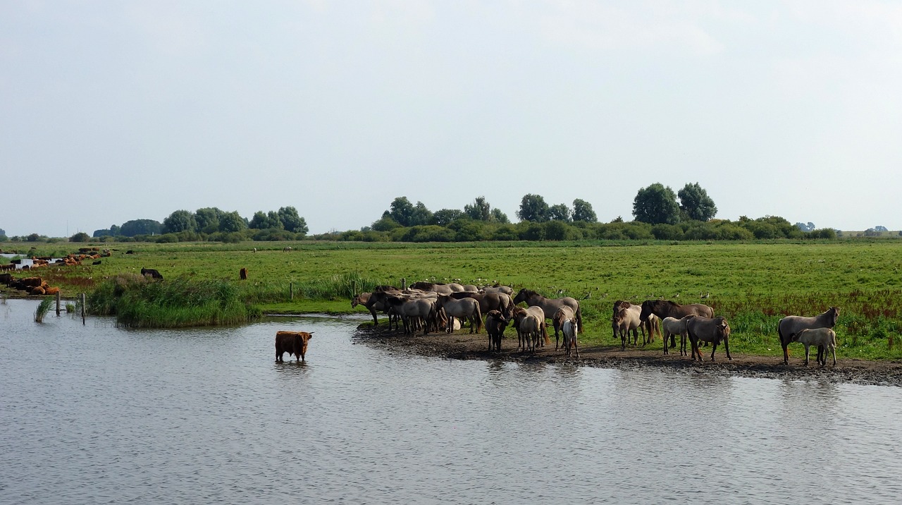 découvrez les zones forestières protégées, essentielles pour la biodiversité et la conservation de l'environnement. explorez l'importance de ces espaces naturels pour la faune et la flore, ainsi que les initiatives mises en place pour leur protection.