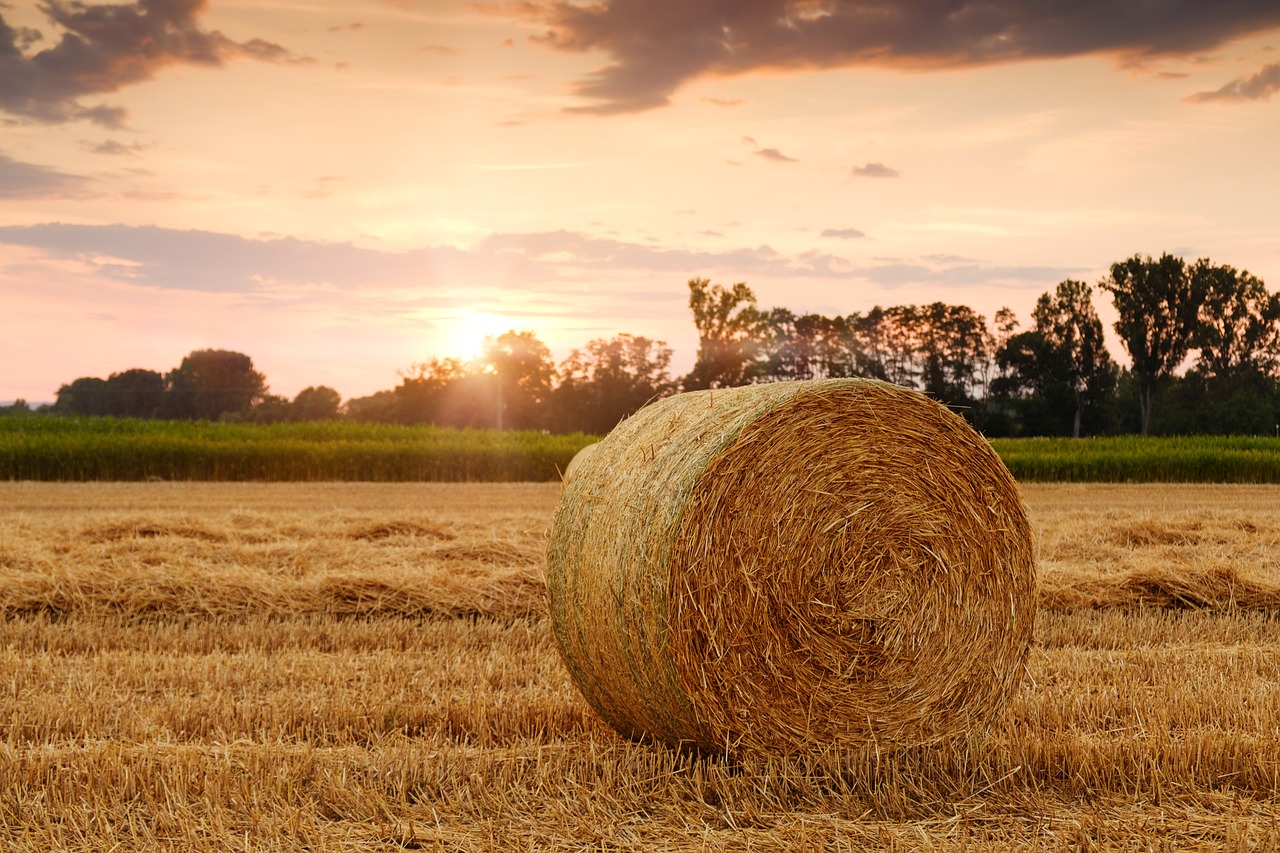 découvrez les principes et pratiques de l'agriculture durable, une approche innovante qui allie respect de l'environnement, préservation des ressources naturelles et production alimentaire responsable pour un avenir plus vert.