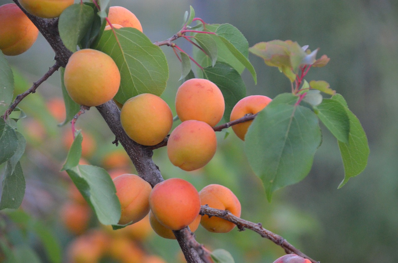 découvrez l'agriculture durable, une pratique respectueuse de l'environnement qui allie production alimentaire, protection des ressources naturelles et bien-être des communautés. apprenez comment cette approche innovante permet de nourrir la planète tout en préservant la biodiversité.