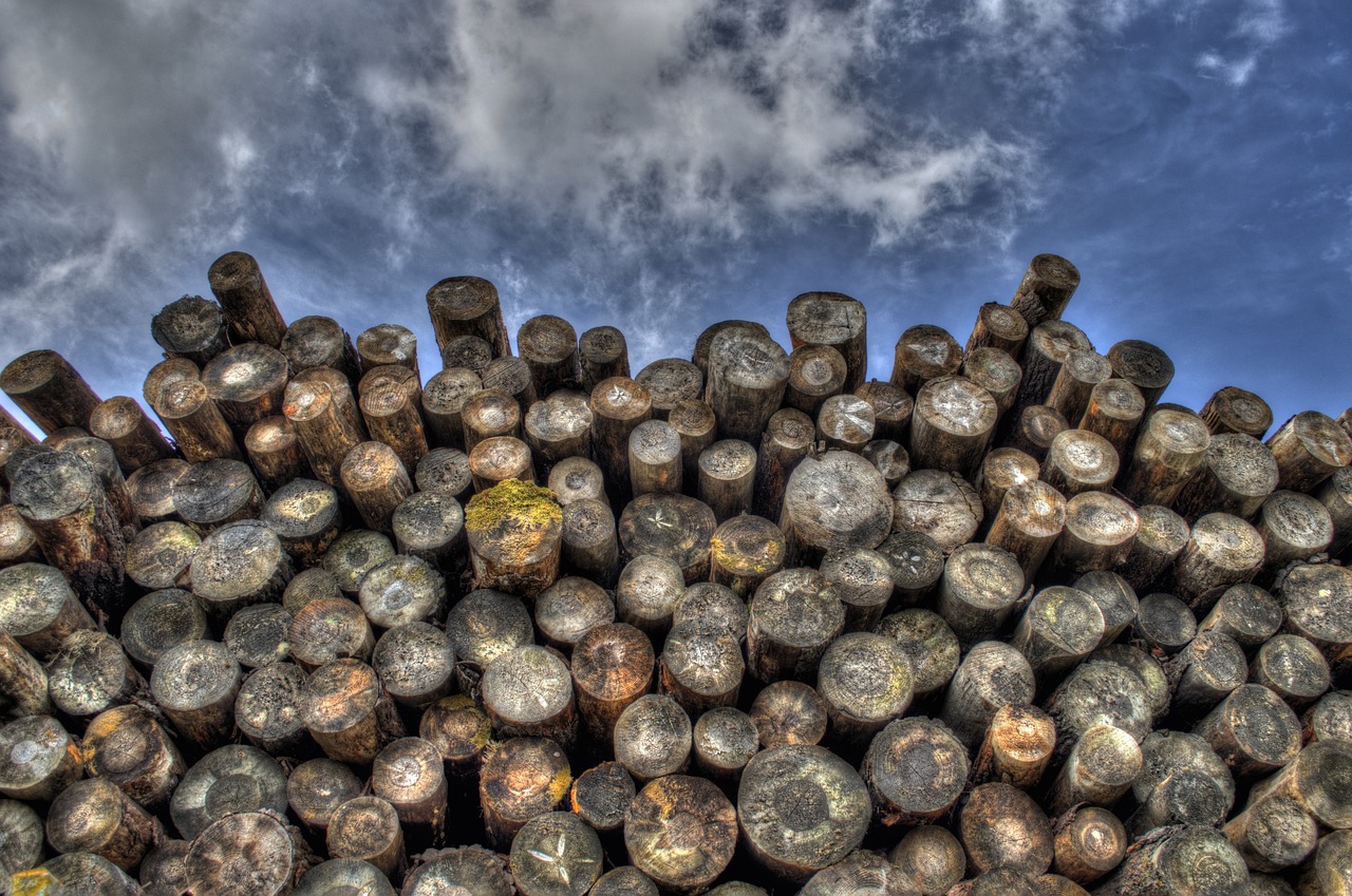 Abattre les forêts pour lutter contre le changement climatique : une solution vraiment viable ?