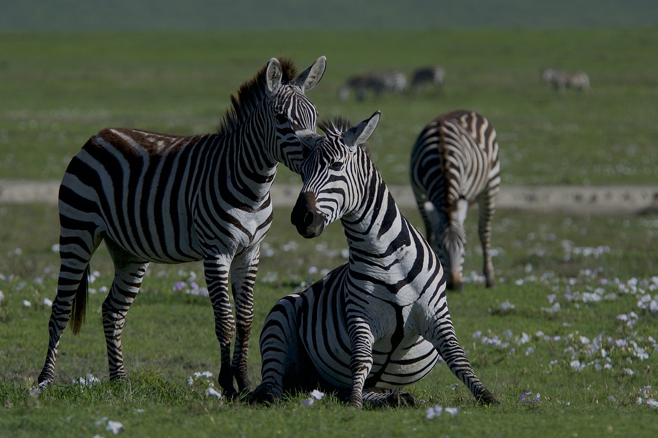 La conservation de la biodiversité : enjeux et stratégies