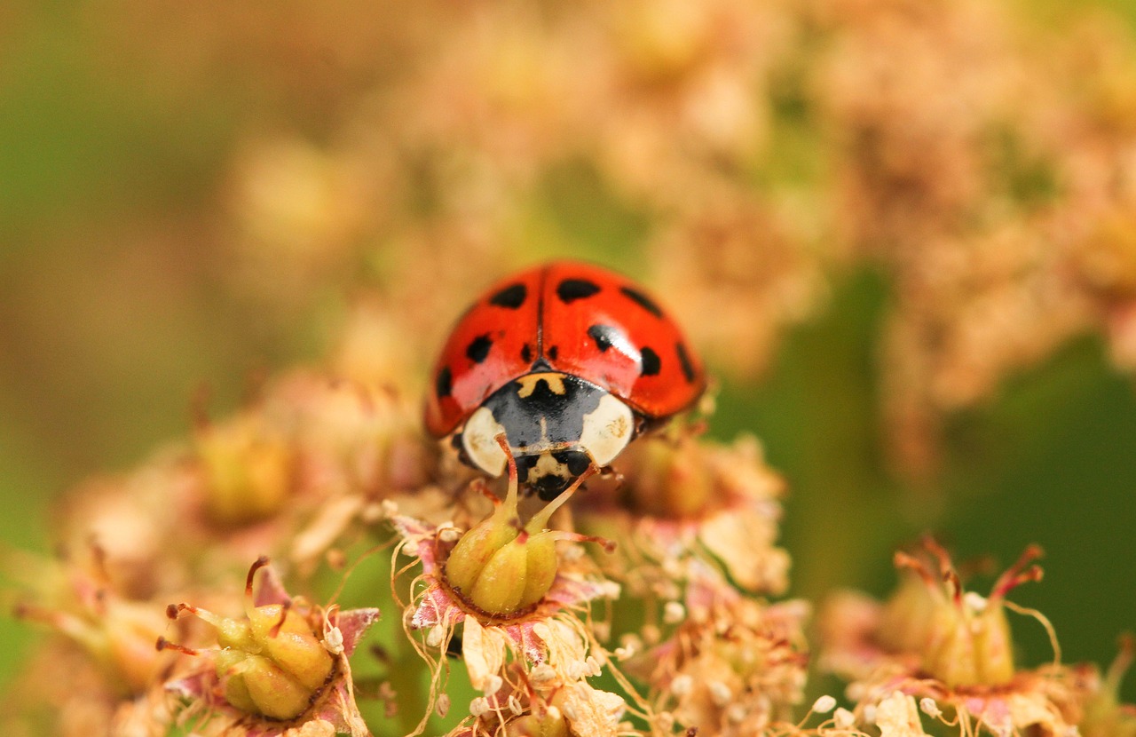 Les dangers des espèces invasives sur l’écosystème