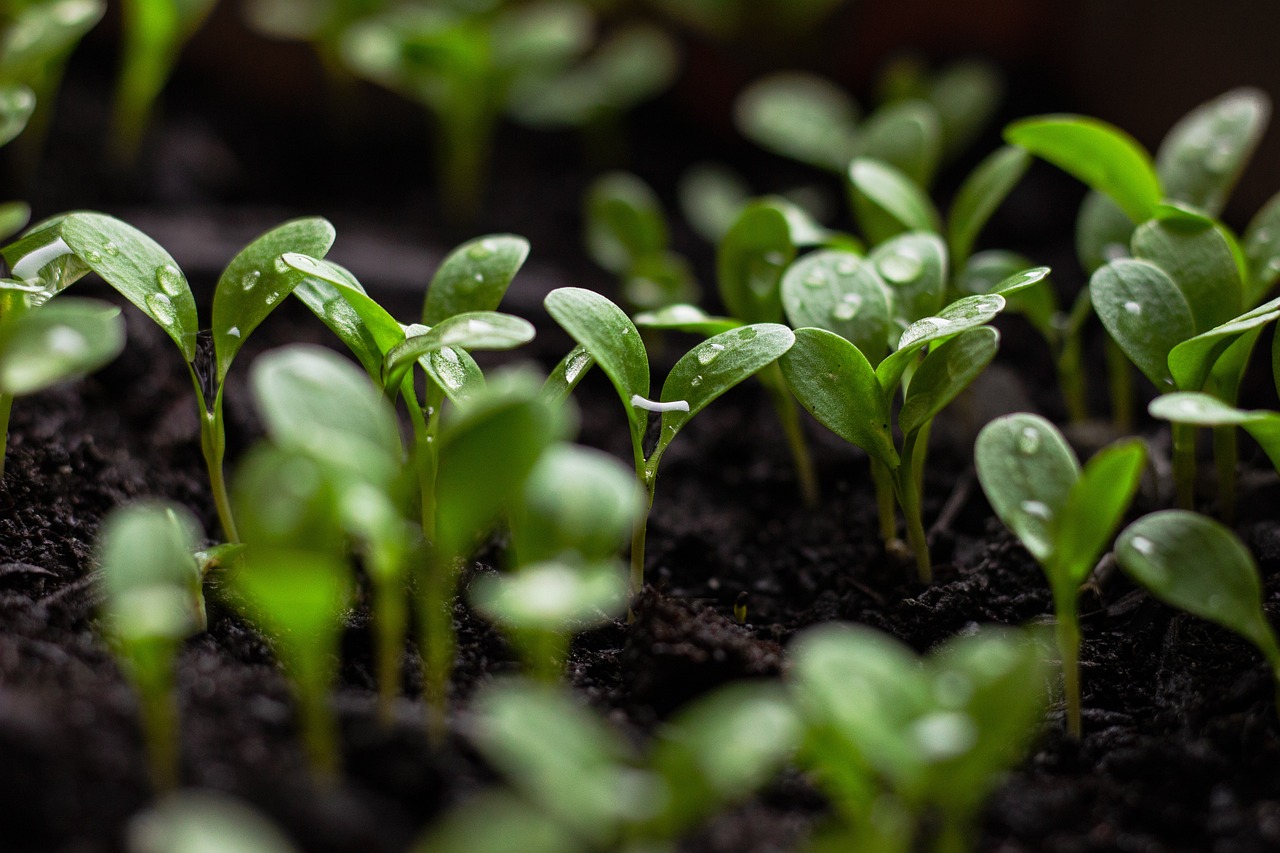 Les pratiques de jardinage écologique à adopter