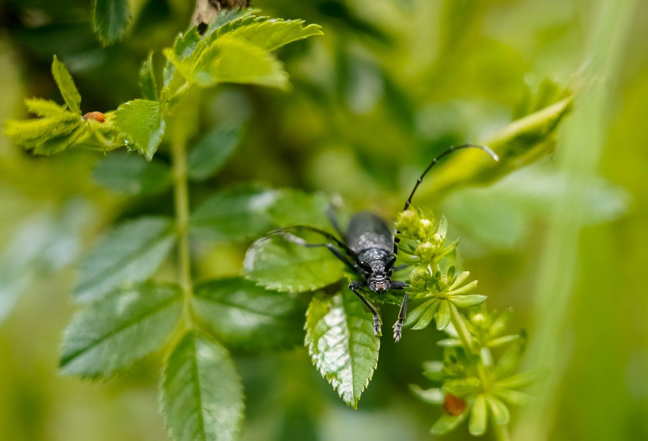 Les réserves naturelles et leur rôle dans la conservation