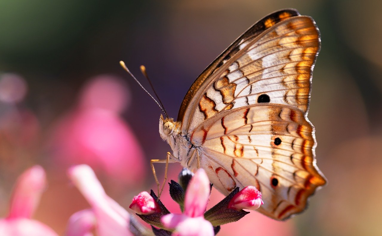 découvrez l'importance cruciale des pollinisateurs dans notre écosystème. apprenez comment ces précieux alliés, tels que les abeilles et les papillons, contribuent à la pollinisation des plantes et à la production alimentaire, tout en explorant des moyens de les protéger.