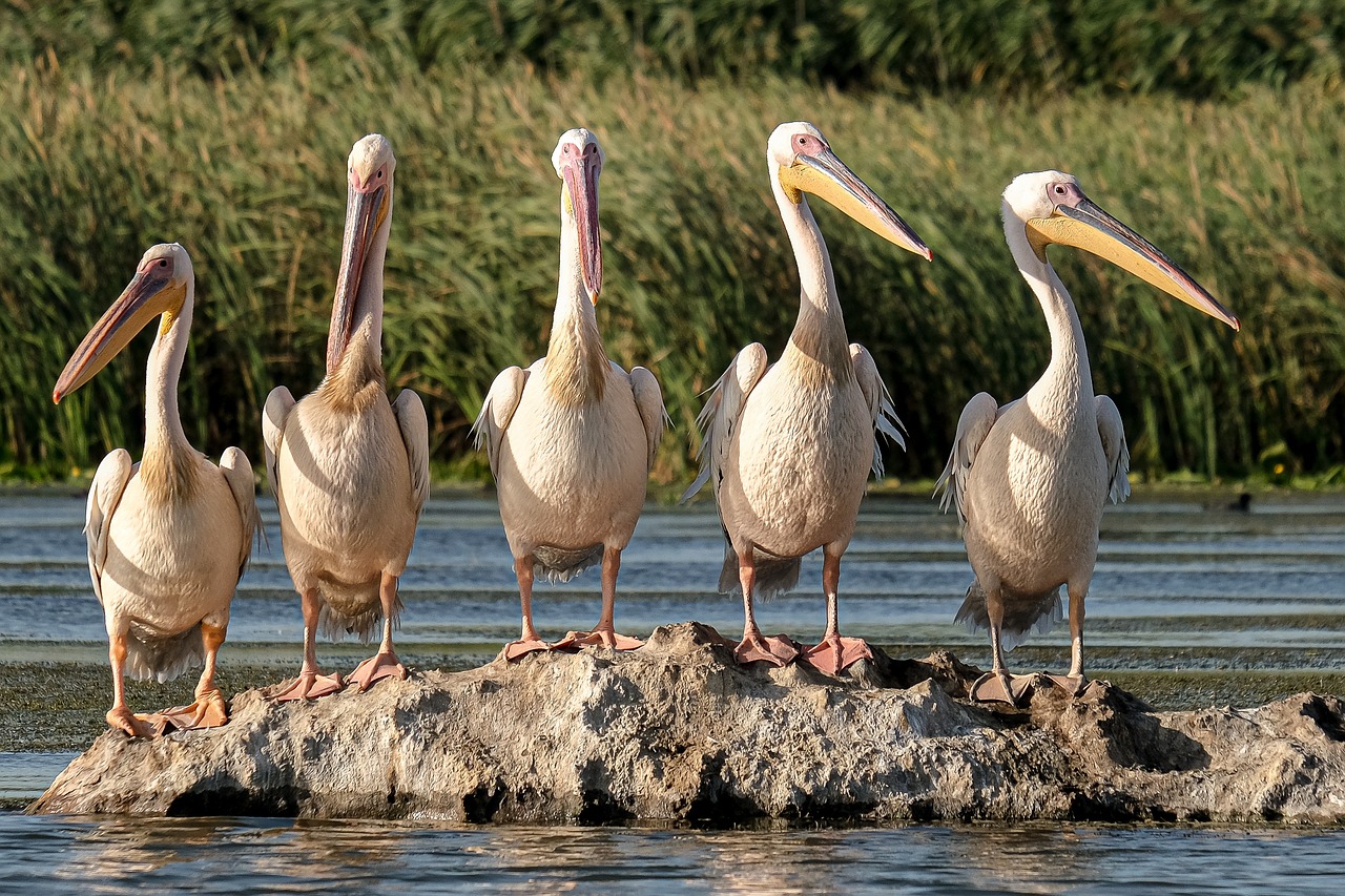 découvrez l'importance de la conservation de la biodiversité pour préserver notre planète. apprenez comment protéger les écosystèmes, soutenir les espèces en danger et promouvoir un avenir durable pour les générations futures.