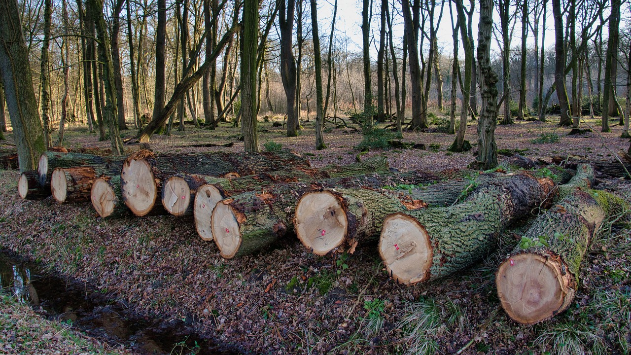 découvrez l'impact de la déforestation sur notre planète. informez-vous sur les causes, les conséquences écologiques et les solutions durables pour préserver nos forêts et lutter contre le changement climatique.