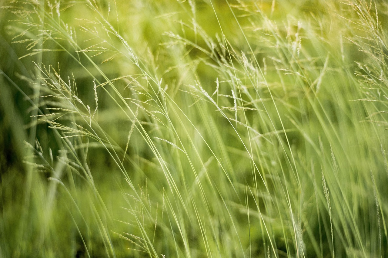 découvrez comment des partenariats environnementaux innovants favorisent la durabilité, protègent les ressources naturelles et créent des solutions pour un avenir plus vert. joignez-vous à nous pour explorer des collaborations fructueuses entre entreprises, gouvernements et ong.