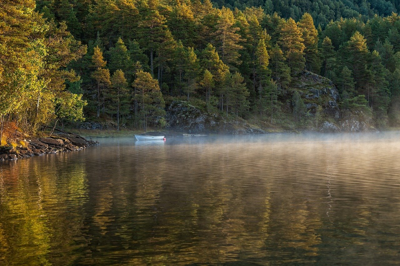 découvrez la beauté et la richesse des forêts, ces écosystèmes essentiels qui abritent une biodiversité incroyable, jouent un rôle crucial dans la régulation du climat, et offrent des ressources vitales pour l'humanité. explorez les merveilles naturelles, les bienfaits des forêts et leur importance pour la planète.