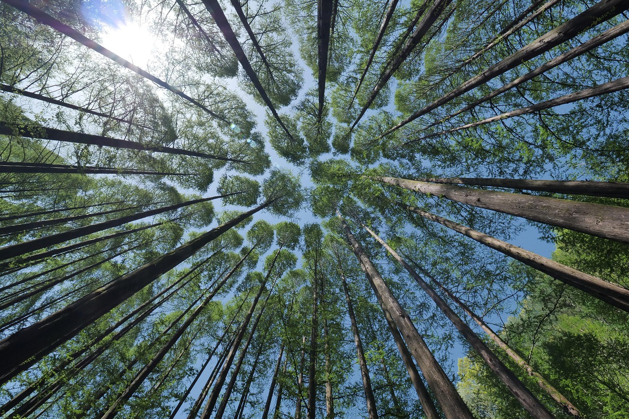 découvrez la beauté des forêts, des écosystèmes riches et diversifiés, abritant une faune et une flore uniques. explorez l'importance des forêts pour notre planète, leur rôle dans la lutte contre le changement climatique et leur contribution à notre bien-être.