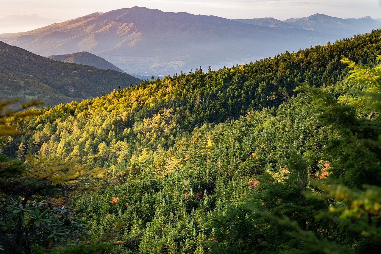 découvrez les merveilles des forêts, refuges de biodiversité et sources de bien-être. explorez leur importance écologique, leur rôle dans la lutte contre le changement climatique et leur impact sur notre quotidien. plongez au cœur de la nature et apprenez comment préserver ces écosystèmes essentiels.