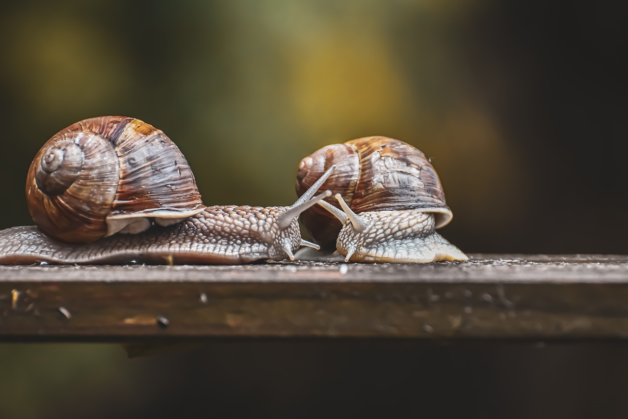 découvrez les plus belles réserves naturelles, véritables sanctuaires de biodiversité. explorez la faune et la flore préservées, parcs nationaux, et écosystèmes uniques. vivez des activités en plein air au cœur de la nature, tout en soutenant la conservation de l'environnement.