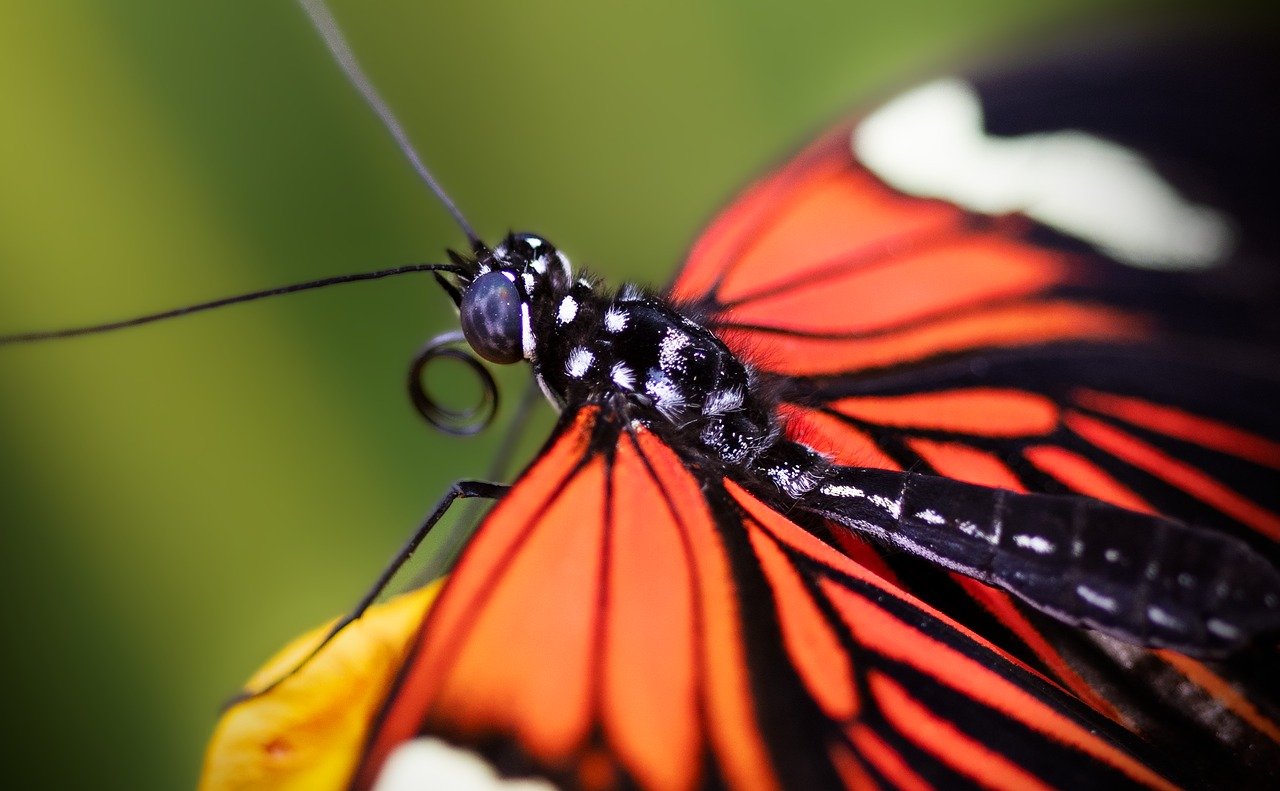 découvrez l'importance des pollinisateurs pour notre écosystème et la biodiversité. apprenez comment ces insectes essentiels, tels que les abeilles et les papillons, contribuent à la pollinisation des plantes et à la production alimentaire.