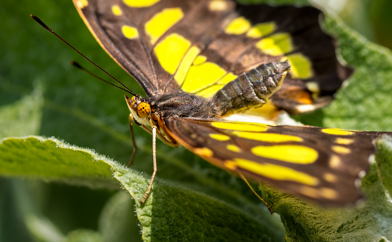 découvrez le monde fascinant des pollinisateurs, des êtres essentiels à la biodiversité et à la production alimentaire. apprenez comment ils contribuent à la pollinisation des plantes et pourquoi leur protection est vitale pour notre écosystème.