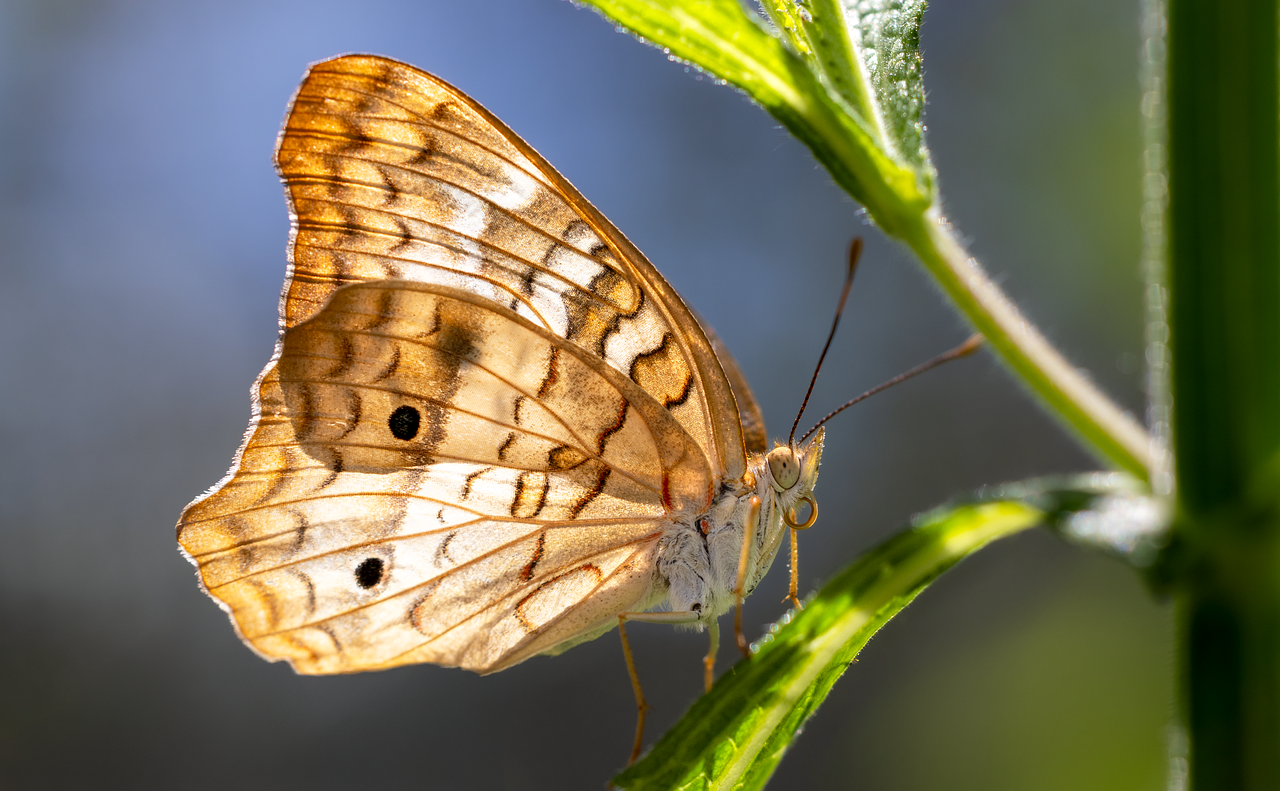 découvrez l'importance des pollinisateurs pour la biodiversité et l'agriculture. apprenez comment ces indispensables insectes contribuent à la pollinisation des plantes et à la production alimentaire, et explorez des moyens de les protéger pour un avenir durable.