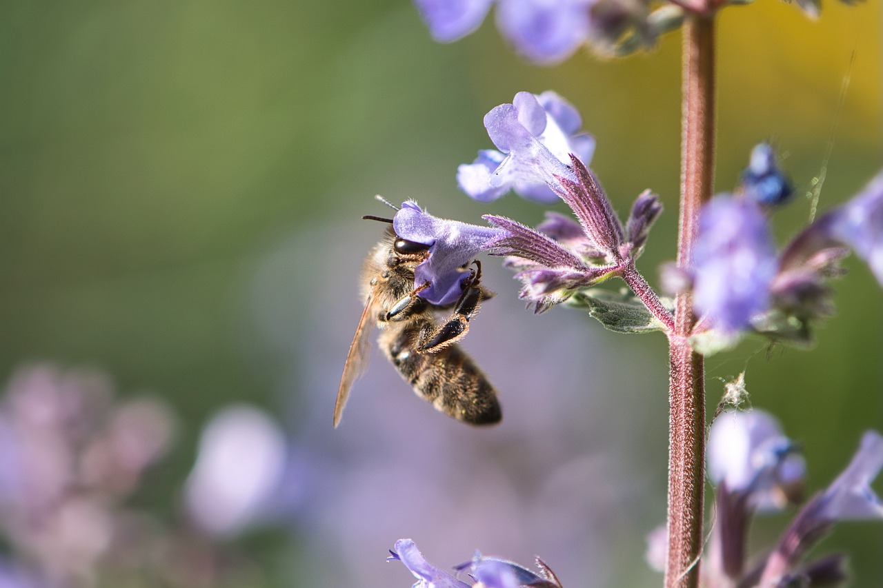 découvrez l'importance des pollinisateurs dans notre écosystème, leur rôle vital dans la pollinisation des plantes, et comment leur préservation est essentielle pour la biodiversité et la production alimentaire.