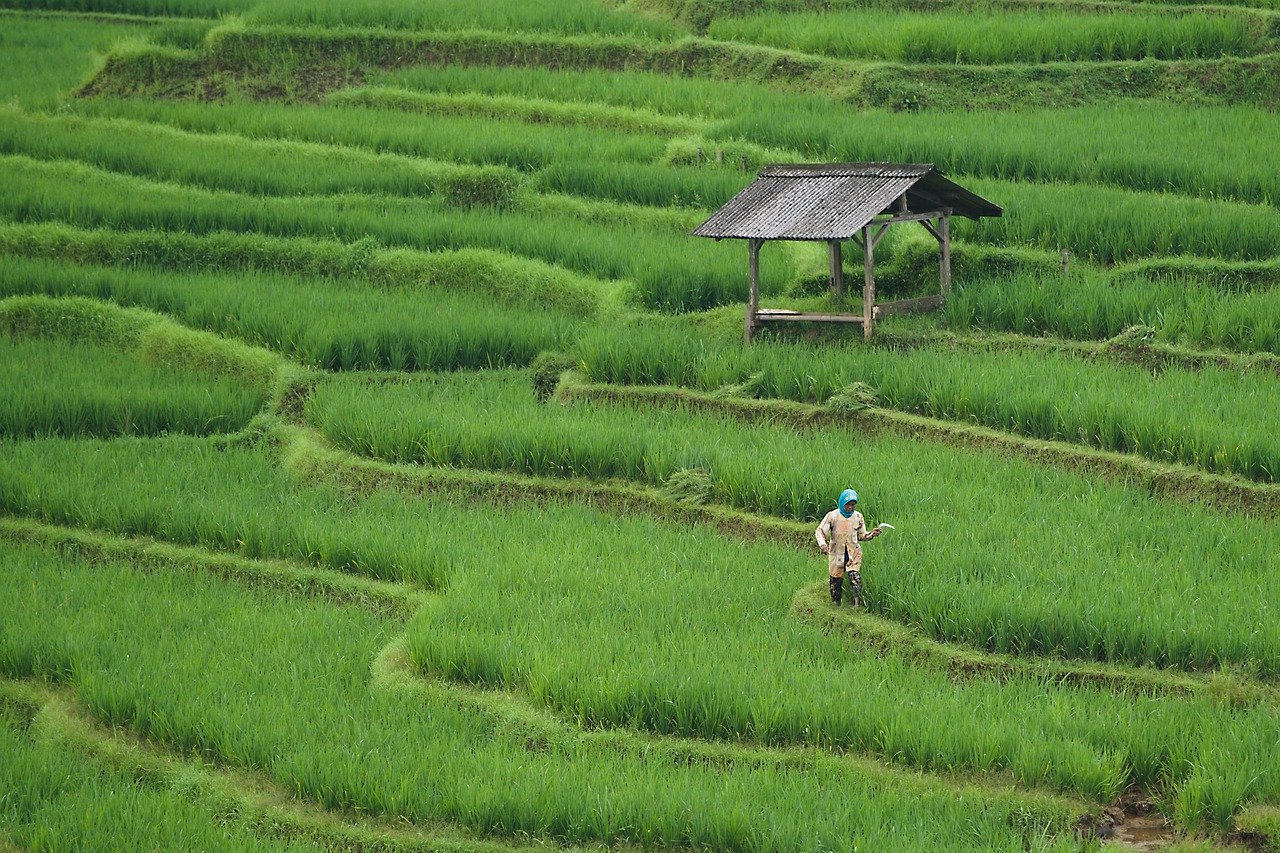 découvrez l'agriculture durable, une méthode innovante qui respecte l'environnement tout en assurant la production alimentaire. apprenez comment cette approche favorise la biodiversité, préserve les ressources naturelles et soutient les communautés locales.