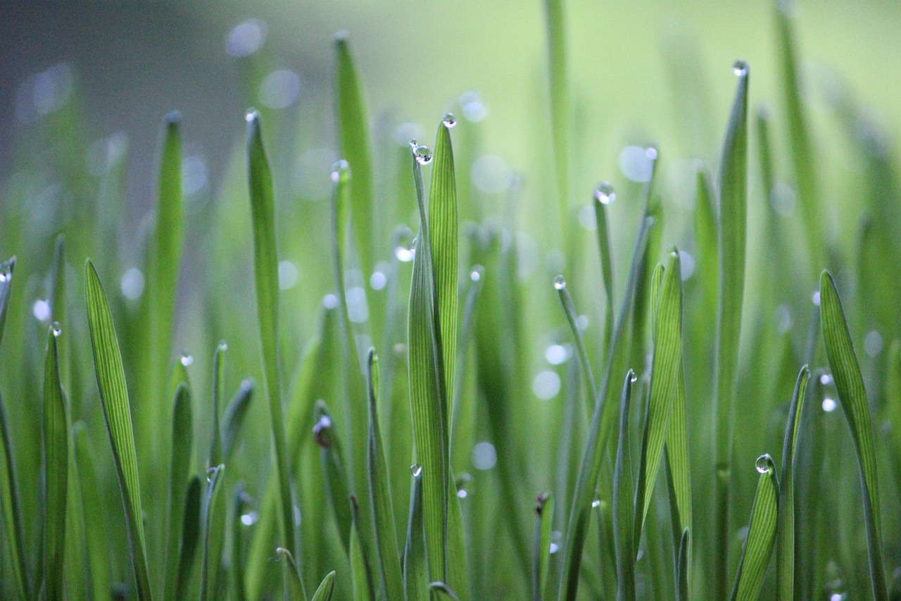 découvrez l'agriculture durable : une approche innovante qui préserve l'environnement tout en répondant aux besoins alimentaires de la population. apprenez comment allier pratiques agricoles respectueuses de la nature et productivité pour un avenir plus vert.