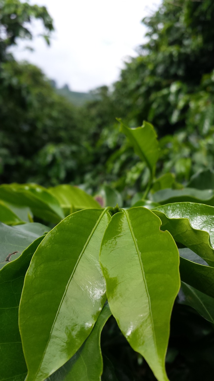 découvrez les bienfaits des plantations d'arbres pour l'environnement, la biodiversité et le climat. explorez nos initiatives et engagez-vous pour un avenir plus vert grâce à des projets de reforestation.