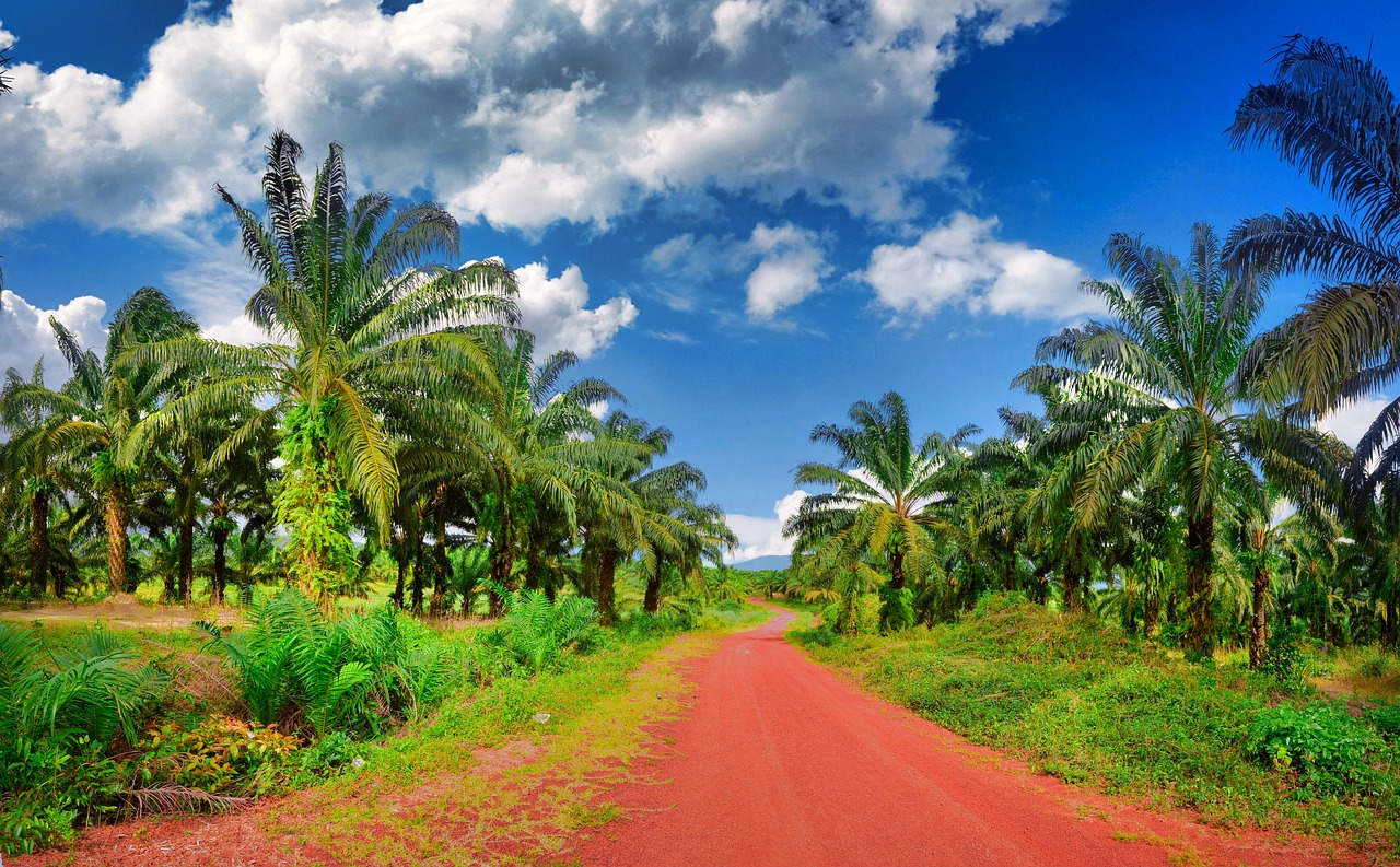 découvrez l'importance des plantations d'arbres pour l'environnement et la biodiversité. apprenez comment ces initiatives contribuent à lutter contre le changement climatique, à restaurer les écosystèmes et à améliorer la qualité de l'air. rejoignez-nous pour promouvoir un avenir plus vert grâce à la reforestation durable.